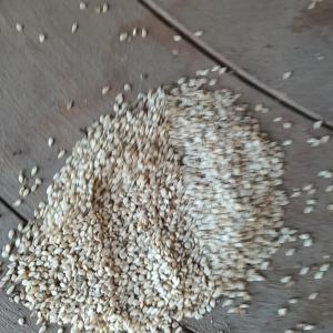  Sesame Blanc - fruits secs et graines grillées nous souhaitons vous faire part de notre offre de sesame blanc pour le lancement de cette campagne nous sommes bas&eacute;s &agrave; douala cameroun et serons pr&egrave;s &agrave; r&eacute;pondre &agrave; toutes vos pr&eacute;occupations origine tchad prix 1700$ / mt incoterm fob termes