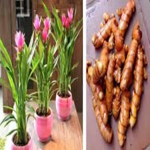  Disponibilite De Produits En Cote D4ivoire - fruits et légumes bonjour à tous ,  nous disposons de produits suivants- --- d'huile rouge cpo2 en grande quantité ( 200 tonnes)--- curcuma ( 300 tonnes)--- gingembre blanc (200 tonnes)--- tomate africaine ( 400 tonnes)--