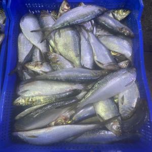  Clients Pélagiques - poissons nous sommes spécialisés dans la vente de poissons pélagiques de premier choix en provenance de mauritanie. notre sélection comprend des espèces telles que la sardinelle,  le chinchard,  le maquereau,  et l’anchois,  connues pour leur fraîcheur et leur qualit&eacu