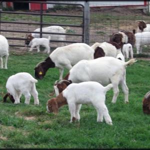  Live Male And Female Boer Goats - live animals we are distributors and wholesale supplier of livestocks like boer goats, saneem as well as animal feeds such as alfalfa and timothy hay we sell at good prices and our products comes with all necessary papers.feel free to contact for more details and recent photos.