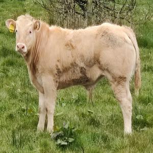  Bovins - animaux vivants bonjour, --nous cherchons &agrave; importer des 60 a 120 unit&eacute;s de bovins de 180 &agrave; 450 kg) de type blanc bleu belge,   limousine,  charolais ou bland d´aquitaine . merci de nous soumettre une proposition de prix du kg (transport inclus) et les documents &agrave; fournir pour le maroc vill