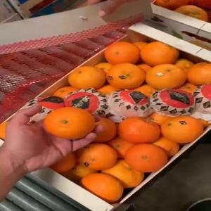  Clémentines Oignon Pomme De Terre - fruits et légumes bonjour &agrave; toutes et &agrave; tous! --cl&eacute;mentines,  oignons rouge/jaune,  pomme de terre ainsi que les l&eacute;gumes de saison disponible origine maroc. --n'h&eacute;sitez pas de nous contacter pour placer vos commandes. --merci &agrave; toutes et &agrave; tous. 