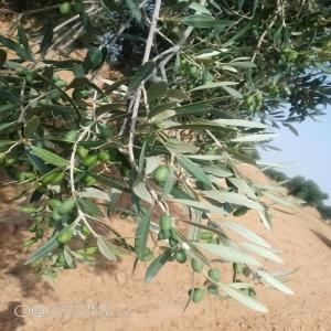  Huile Olive Bio - huiles bonjour --je cherche des acheteurs pour huile d’olive bio en vrac origine tunisie plusieurs qualités et plusieurs tonnages.--producteur direct,  intermédiaire --