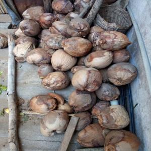  Noix De Coco, Huile De Coco, Ananas Sèché - fruits et légumes salut !!! nous sommes disposons d'une grande quantit&eacute; de noix de coco bien sec de l'huile de coco original et des tonnes d'ananas au champs. nous sommes donc &agrave; la recherche des clients(entreprises ou particuliers) partout en afrique et en europe et au etat unis pour exporter nos prod