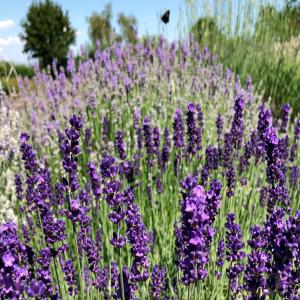  Plantes Aromatiques - matiere vegetale bomjour--je recherche fournisseur de plantes aromatiques pret de tunis pour unite d extraction d huiles essentielles,  veullez envoyer votre disponibilite et prix svp--
