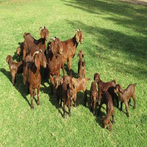  Male And Female Kalahari Red Goats - live animals we are distributors and wholesale supplier of livestocks like kalahari red goats, boer goats, saneem as well as animal feeds such as alfalfa and timothy hay we sell at good prices and our products comes with all necessary papers.feel free to contact for more details and recent photos.--
