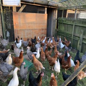  Splash Orpington Chickens - live animals we are distributors and wholesale supplier of livestocks like orpington chicken, brahma chicken, boer goats, saneem as well as animal feeds such as alfalfa and timothy hay we sell at good prices and our products comes with all necessary papers.feel free to contact for more details and recent photos.--