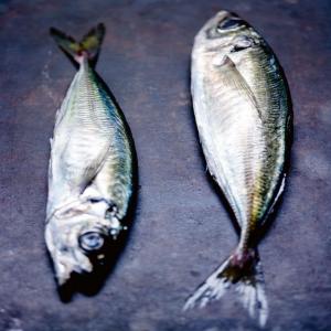  Cherche Client Sérieux Chinchard, Manqueraux - poissons nous somme bas&eacute; &agrave; nouadhibou en mauritanie ,  nous recherchons des clients en afrique,  notamment au congo,  au b&eacute;nin,  etc.,  pour nos produits p&eacute;lagiques. nous disposons d une grande quantit&eacute; de chinchards de tailles m,  ainsi que de taille g,  &agrave; vendre. nous ne 