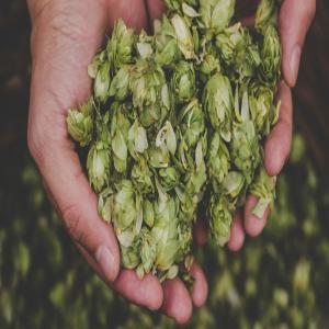  Hops, Houblon, Humulus Lupulus - vegetable matter good morning,  i am a producer of hop cones,  they can be used to produce beer or as a medicinal plant in the herbal industry. whole plants or granules available for sale. please contact me