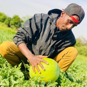  Agriculture - fruits et légumes besoin des partenaires moi c'est diallo alpha ousmane producteur de pomme de terre j'aimerais obtenir des informations concernant vos semences 