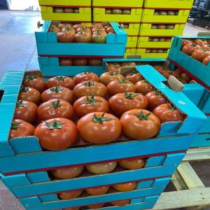  Tomate Vendre - fruits et légumes bonjour,  nous sommes basés au maroc,  et nous exportons des fruits et légumes frais et congeles en europe.nous sommes intéressé pour une collaboration. nous pouvons vous fournir vos besoins des fruits et légumes. si vous etes intéressé veuillez nous co