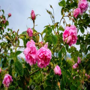  Hydrosol Rose Damascèna Bio - olis hello i offer organic damascena rose hydrosol 100% bulgarian. for more information do not hesitate to contact us. price 6.90 per kg price ex bulgaria. 6.90 per kg 24