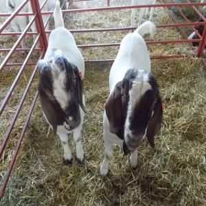  Male And Female Saneem Goats Available - live animals we are wholesale distributors of animal livestock like goats, cows, horse, pigs and chicken and we sell at affordable prices, our products come with all documents,  and we do fast and reliable shipping.feel free to contact for more details, offer price and stock photos.