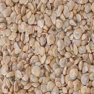  Vente De Graines De Figue De Barbarie Sauvage - autres je recherche  une société ou un homme pour acheter 5 ton graines de figue de barbarie extra en tunisie 
