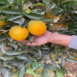  Oranges Egypte - fruits et légumes recherche clients sérieux pour oranges egypte navels,  cartons 15 kg,  qualité garantie. quantité par conteneur de 40' 1 664 cartons x 40' = 24 960 kg