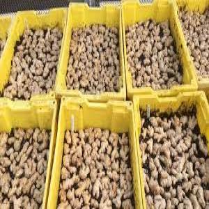  Gingers - aromatic spices we have gingers available and ready for shipment we sell at affordable prices and our gingers come with documents.