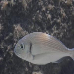 Dorade Et Loup De Mer Vivantes - poissons nous sommes une soci&eacute;t&eacute; d'&eacute;levage de poissons nous cherchons des clients en dehors de la tunisie pour vendre notre stock en poissons de diff&eacute;rents calibres selon les demandes des clients.