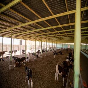  L'élevage - animaux vivants je travaille dans le domaine de l'élevage de vaches,  de volailles et de veaux. j'ai besoin d'un capitaliste fiable pour financer un projet de fondation dans le domaine de l'élevage de moutons,  de volailles et de veaux selon des normes scientifiques bien étudiées... pour t
