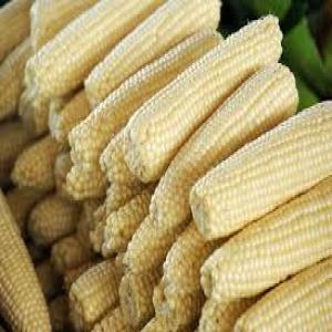  Yellow And White Corn - cereals we have yellow and white corn available and ready for shipment we sell at affordable prices and our corn come with documents.