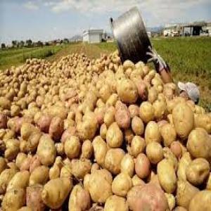  Irish Potatoes - horticulture plant biofuel we have irish potatoes available and ready for shipment,  we sell at affordable prices and our irish come with documents.
