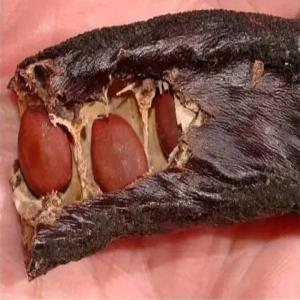  Carob Seeds - semence graine plant peace be upon you. i am an investor in carob seeds from algeria for those interested,  send a message via gmail 