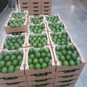  Avocat Vendre - fruits et légumes  nous sommes bas&eacute;s au maroc et nous exportons des fruits et l&eacute;gumes frais et congeles.nous sommes interess&eacute; pour une collaboration. nous pouvons vous fournir vos besoins des fruits et legumes. si vous etes interess&eacute; veuillez nous contacter 
