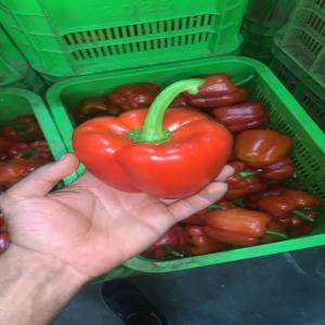  Piment Vendre - fruits et légumes  nous sommes bas&eacute;s au maroc et nous exportons des fruits et l&eacute;gumes frais et congeles en europe.nous sommes interess&eacute; pour une collaboration. nous pouvons vous fournir vos besoins des fruits et legumes. si vous etes interess&eacute; veuillez nous contacter 