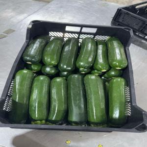  Courgette Vendre - fruits et légumes  nous sommes bas&eacute;s au maroc et nous exportons des fruits et l&eacute;gumes frais et congeles en europe.nous sommes interess&eacute; pour une collaboration. nous pouvons vous fournir vos besoins des fruits et legumes. si vous etes interess&eacute; veuillez nous contacter 