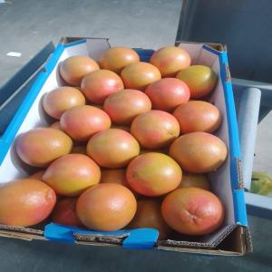  Climentine Vendre - fruits et légumes bonjour,  nous sommes basés au maroc,  et nous exportons des fruits et légumes frais et congeles.nous sommes interessé pour une collaboration. nous pouvons vous fournir vos besoins des fruits et legumes. si vous etes interessé veuillez nous contacter 