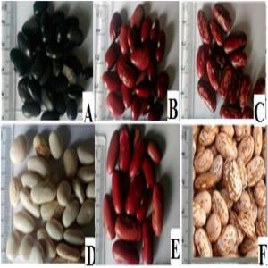  Haricots Rouge Et Noir - fruits et légumes nous sommes votre solution pour l'approvisionnement en haricots rouge et noir simplifiant l'ensemble du processus initial du produit à la gestion logistique,  en passant par l'inspection,  le contrôle qualité et la livraison efficace au port de destination.vous pouvez nous envoyer 