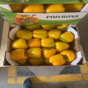  Poivron Roxy Californie Vendre - fruits et légumes  nous sommes bas&eacute;s au maroc et nous exportons des fruits et l&eacute;gumes frais et congeles.nous sommes interess&eacute; pour une collaboration. nous pouvons vous fournir vos besoins des fruits et legumes. si vous etes interess&eacute; veuillez nous contacter