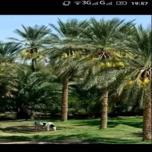  Date Algériennes - fruits et légumes je recherche un acheteur pour des dattes alg&eacute;riennes nous vous proposons une vari&eacute;t&eacute; de dates et en excellente qualit&eacute; prix comp&eacute;titif et grandes quantit&eacute;s de l'oasis directement &agrave; l'acheteur et merci d'avance