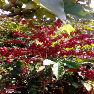  Largest Exporters Of Coffee Beans To The U.s. - coffee cocoa tea largest exporters of coffee beans to the u.s.a conglomerate source premium ugandan coffee beans,  both arabic and robusta are known for their rich flavors and unique profileswhether you are a distributor,  importer,  or coffee roaster,  partnering with us offers you access to-high-quality,  freshly roast