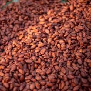  Cocoa Beans - coffee cocoa tea we are producer, wholesale supplier and distributor of products like cocoa beans and we are ready to do good business with trusted clients, our products are of high and best quality and comes with all test reports.feel free to contact for more details,  offer price and stock photos.