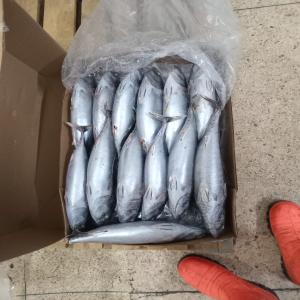  Poisson Offre Pour Les Clients Serieux - poissons mode de paiement - lettre de crédit (lc) uniquement - 30 % d'avance à la commande / 70 % contre documents.                 bonite - 1170 euros / tonnes .     el bacore - 900 euros  / tonnes .      maquereau - calibre (l) - 1050 euros / tonnes  -  calibre (m) - 950 euros / tonnes - cali