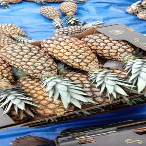  Fruits D'ananas Pain De Surce - fruits et légumes je suis fournisseur d'ananas pain de sucre bio et conventionnels,  cultivés dans la commune de zè,  au bénin.nos ananas sont de haute qualité,  sucrés et savoureux,  répondant aux normes internationales.nous recherchons des partenaires pour l'importation de nos 