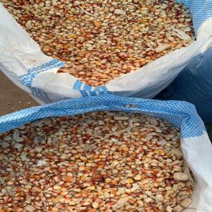  Maïs Secs Blanc Et Rouge - aliments pour animaux pour votre besoin en maïs secs en grande quantité pour soit votre propre consommation ou celle de vos animaux,  notre entreprise agroalimentaire basée en cote d ivoire et précisément à korhogo est à votre disposition. le maïs est conditionné dans des s