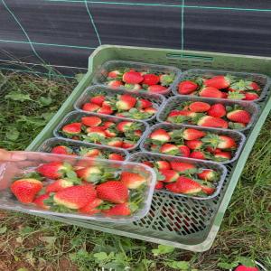  Fraise - fruits et légumes bonjour,    nous sommes basés au maroc,  et nous exportons des fruits et légumes frais et congelés.  nous avons des poivron roxy californie , avocat,  tomate,  clentine,  courgette noir , fraise , framboise,  courgette,  grenadine,  citron , pomme de terre,  carotte,  pomplemousse , oignion ro