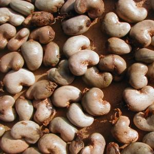  40 Tonnes D'anarcade Disponibles - fruits secs et graines grillées je dispose d'un stock de 40 tonnes d'anarcades.  au prix 395f cfa.  le kor est de 35.    merci de me contacter. 