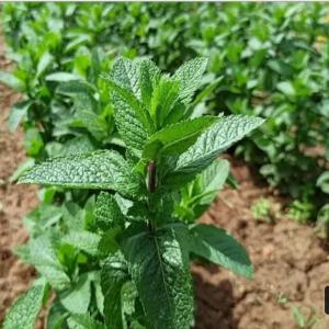  Menthe Vendre - fruits et légumes   bonjour,    nous sommes basés au maroc,  et nous exportons des fruits et légumes frais et congeles en europe.  la menthe du maroc est disponible en grande quantité,   nous sommes interessé pour une collaboration. nous pouvons vous fournir vos besoins des fruits et legumes.