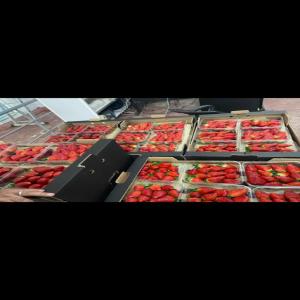  Fraises Vendre - fruits et légumes   bonjour,    nous sommes basés au maroc,  et nous exportons des fruits et légumes frais et congeles en europe.  fraises naturelles de haute qualité,  expédiées dans le monde entier et emballage personnalisé,   nous sommes interessé pour une collaboration