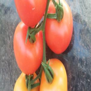  Tomate Vendre - fruits et légumes   nous sommes bas&eacute;s au maroc et nous exportons des fruits et l&eacute;gumes frais et congeles en europe. nous avons des tomate haut qualites origin marocaine. nous sommes interess&eacute; pour une collaboration. nous pouvons vous fournir vos besoins des fruits et legumes. 