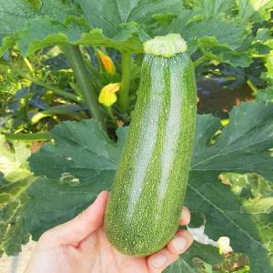  Courgette Vendre - fruits et légumes nous vendons des courgettes de haute qualité disponibles dans toutes les tailles et emballages en fonction des frais d'expédition de demande calculés