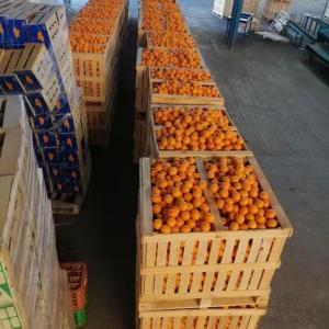  Mandarines Vendre - fruits et légumes   nous sommes bas&eacute;s au maroc et nous exportons des fruits et l&eacute;gumes frais et congeles en europe. nous avons des mandarines taille de commande 100mt &agrave; 1000mt livraison par fret maritime. nous sommes interess&eacute; pour une collaboration. nous pouvons vous fourn