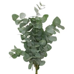  Cinerea De Barcelone - horticulture plante biocarburant cinerea pour feuillage très bonne qualité,  bottes de 250 grammes.  pris 2.5  pour un trolley ou une palette   pour plus d'informations contactez nous.  