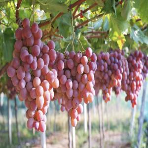  20 Hectares Raisins Marocains - fruits et légumes je met en vente une ferme de 20 hectare situiez de 20 kilom&eacute;trer de rabat une ferme bien &eacute;quip&eacute;e .mat&eacute;rielles vaporisateur irrigation. goute a goute .. contacter moi plus vite . merci 