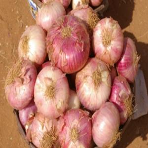  Oignon - fruits et légumes nous vendons des oignons de meilleurs qualit&eacute;. d&eacute;couvrez nos oignons frais et savoureux !  nous disposons de sac d oignon local vendu &agrave; un prix tr&egrave;s abordable. commandez d&egrave;s maintenant !