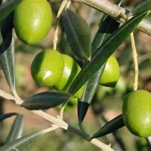  1000 Hectare Olivier - mine terrain concession  je met en vente 1000 hectare olivier marocain tr&egrave;s bonne qualit&eacute; soit huile d olives ou les olives. c est une soci&eacute;t&eacute; qui export ses produits vers tous les continents du monde a pris plusieurs m&eacute;dailles de qualit&eacute;s de productions. plus d infos contacter