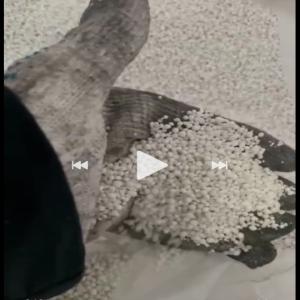  Our Company Exports Fertilizer - chemical fertilizer additive our company exported feltilizer . location russia.  - carbamide grade b n=46.2 ,   - potassium chloride k =60 ,   - ammophos n-p=12-52   ,  - ammophos n-p=10-46 ,   - diammonium phosphate n-p=18-46 ,   - ammonium sulfate (granules) n-s=21-24 ,  - sulfur-containing nitrogen fertilizer (saltpeter with sulfu