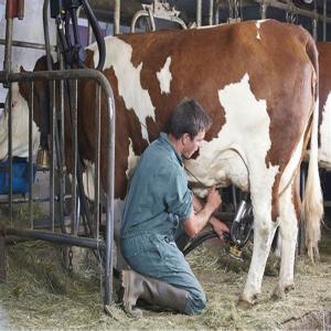  150 Hectare Ferme Laitieres - mine terrain concession  je met en vente une ferme de 150 hectares situ&eacute;e au centre du maroc qui donne une production laiti&egrave;re y compris tous ces &eacute;quipements soit mat&eacute;rielles ou herg&eacute;ennes ave une grande partie de la ferme cultiv&eacute;e d olivier. plus d infos contacter moi .sur mo